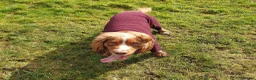 Cocker Spaniel dogs for stud: Bright Cocker for Stud  in Shotts - Advert 5