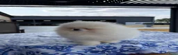 Pomeranian dogs for sale: SHOW QUALITY KOREAN WHITE POMERANIAN PUPPIES  - Advert 8