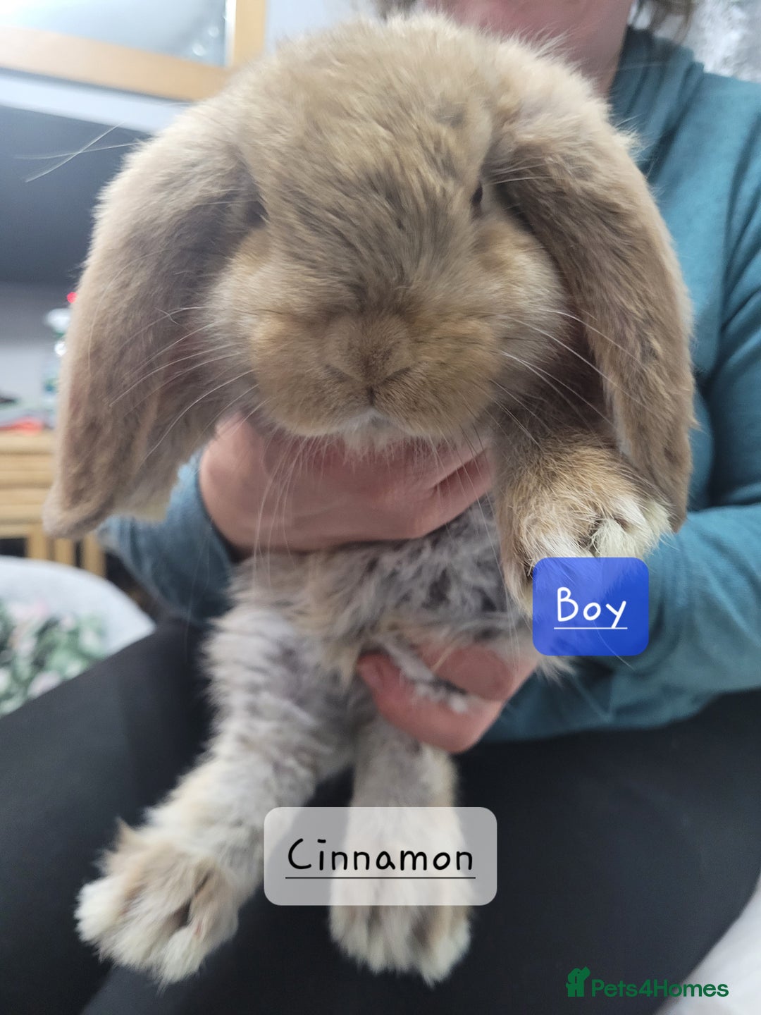 French Lop rabbits for sale: Pure Bred French Lop babies - Advert 4