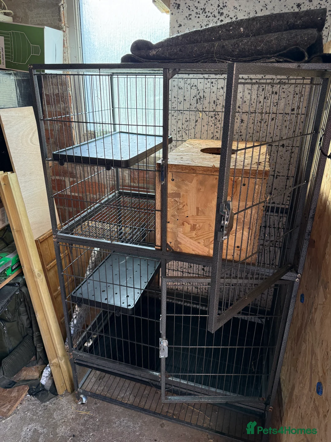 Ferret rodents for sale: 2 Boys for adoption - Advert 5