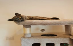 British Shorthair cats for sale: Female British Shorthair 3 years old - Image 1