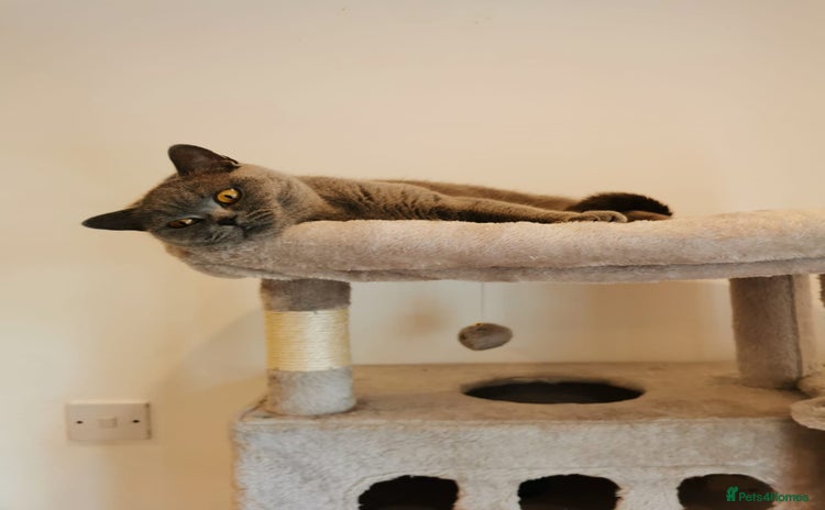 British Shorthair cats - Advert 9