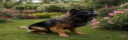 German Shepherd dogs for stud: Standing at Stud in Spalding - Advert 6