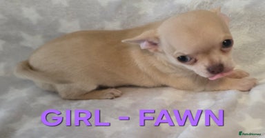 Chihuahua dogs - Advert 10