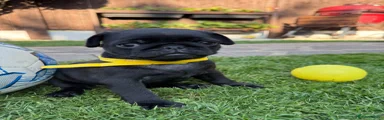 Pug 5