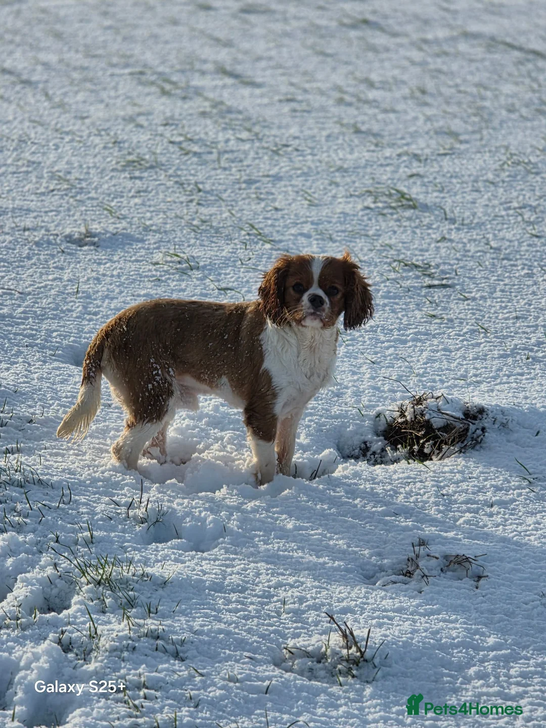 Cavalier King Charles Spaniel dogs for sale: Absolutely beautiful boy puppy - Advert 2