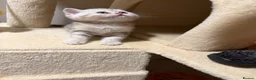 Scottish Fold cats for sale: Scottish straight kittens  - Advert 2