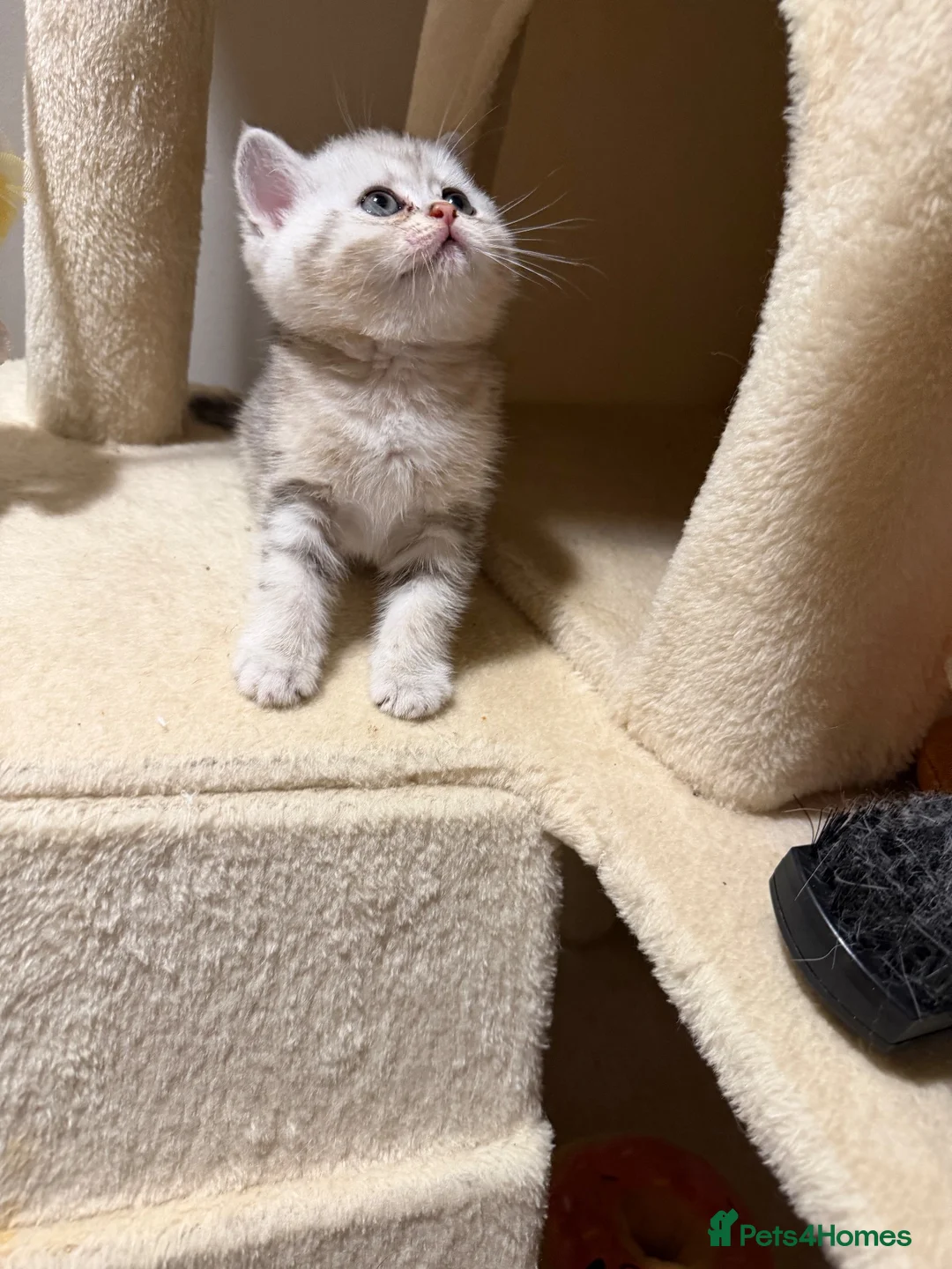 Scottish Fold cats for sale: Scottish straight kittens  - Advert 2