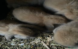 Mini Lop rabbits for sale: Pure bred minilop rabbits - Image 9