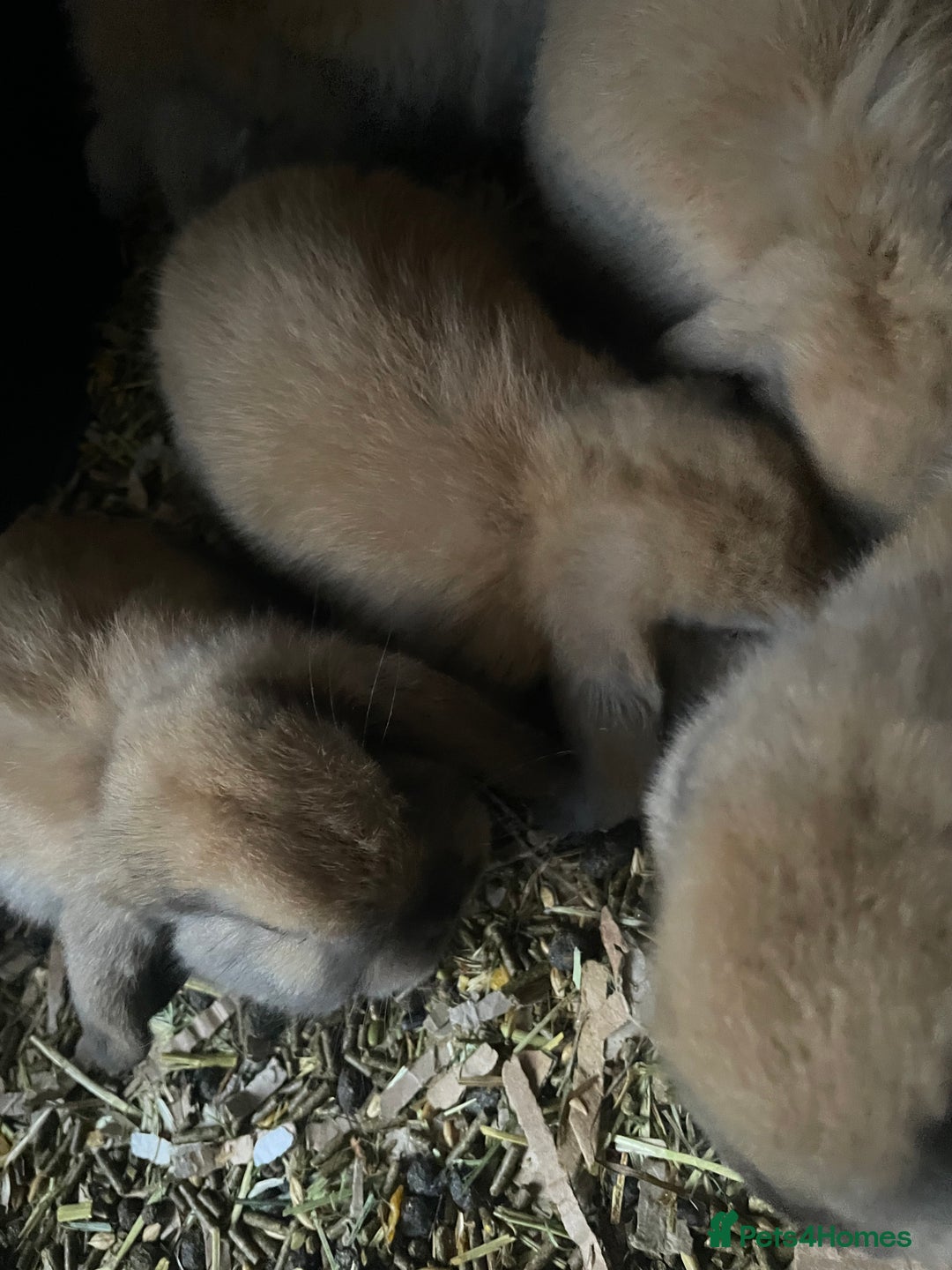 Mini Lop rabbits for sale: Pure bred minilop rabbits - Image 9
