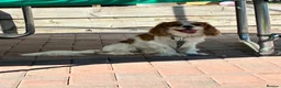 Cavalier King Charles Spaniel dogs for sale: Cavalier King Charles spaniel boy  - Advert 2