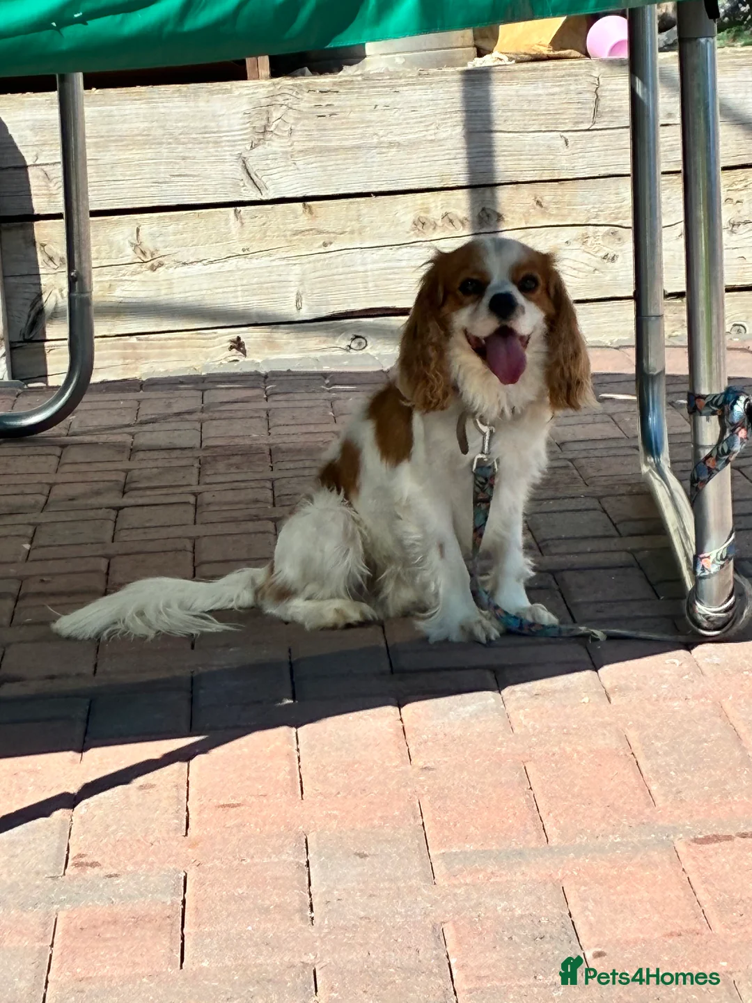 Cavalier King Charles Spaniel dogs for sale: Cavalier King Charles spaniel boy  - Advert 2