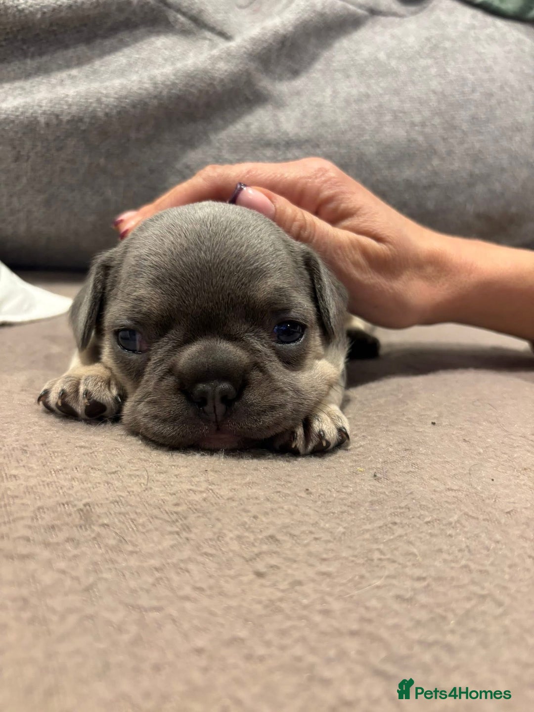 French Bulldog dogs for sale: French Bulldog Puppies - Advert 11