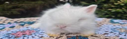 Angora rabbits for sale: 💜 Gorgeous Teddydwerg babies- parents imprted 💜 - Advert 12