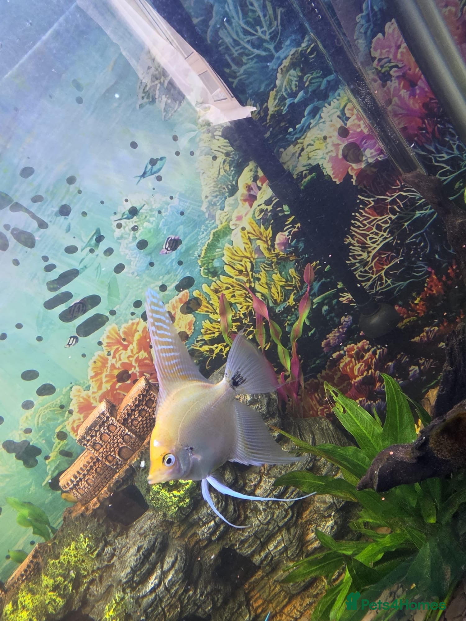 Angelfish fish Breeding pair  - Advert 1