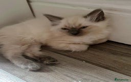 Ragdoll cats for sale: Pure Ragdoll kittens READY NOW!!! in Leicester - Image 13