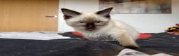 Ragdoll cats for sale: Ragdoll Kittens for Sale - Advert 5