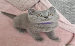 British Shorthair cats for sale: READY NOW, GCCF BLH & PET BSH PEDIGREE KITTENS - Image 11