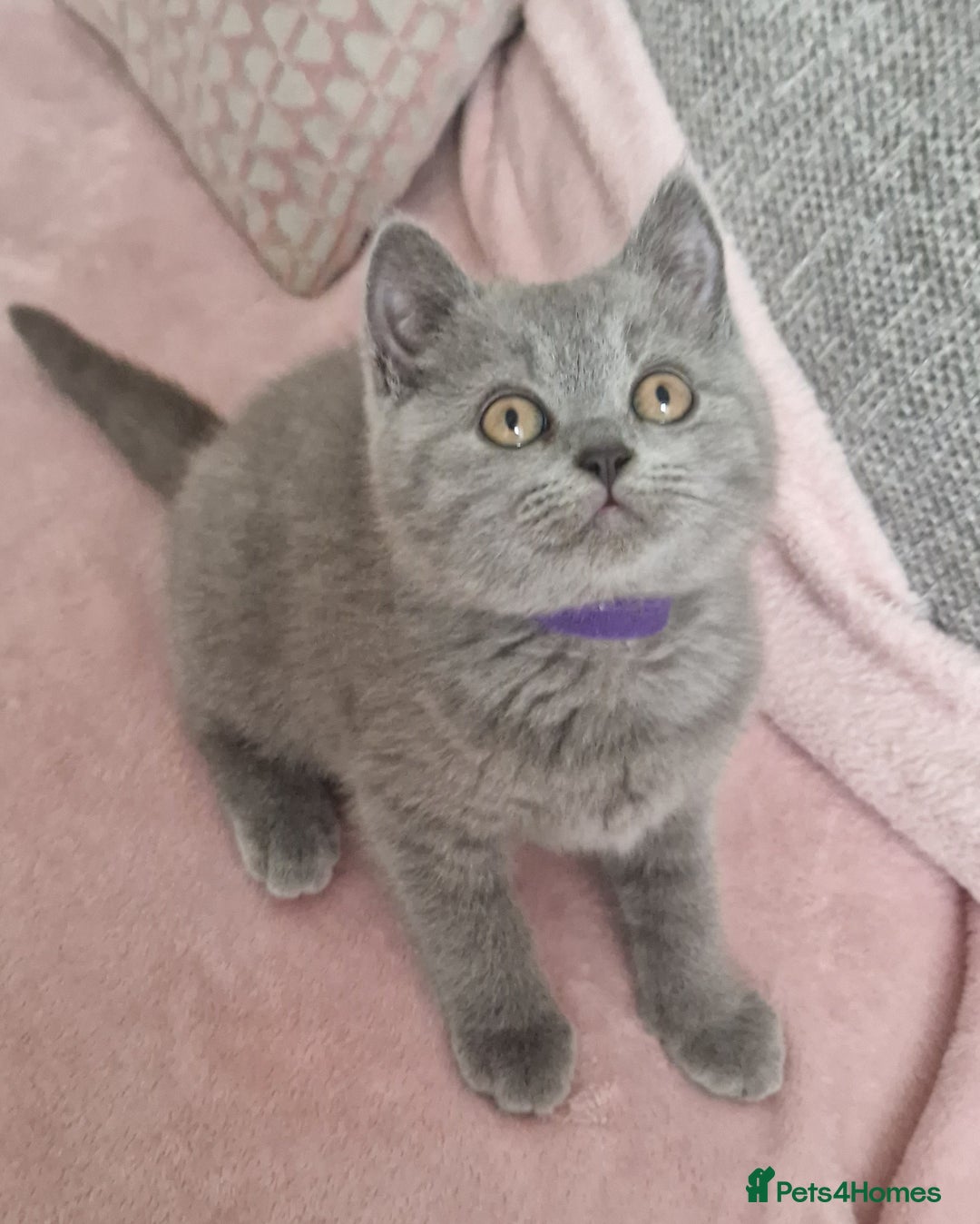 British Shorthair cats for sale: READY NOW, GCCF BLH & PET BSH PEDIGREE KITTENS - Image 11