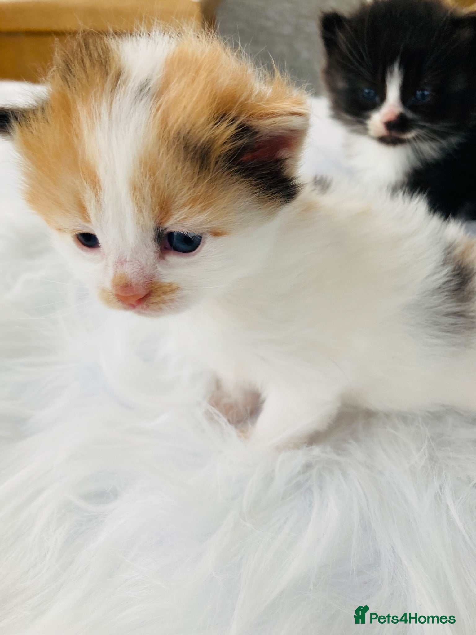 Mixed Breed cats Fluffy long hair kittens - Advert 18