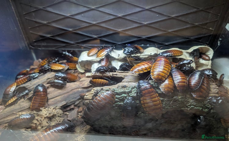 Cockroaches invertebrates - Advert 1