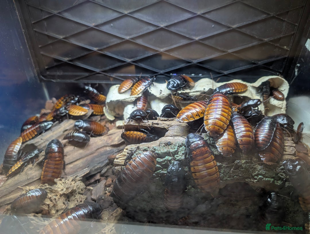 Cockroaches invertebrates for sale: Madagascan Hissing Cockroach - Image 1