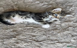 RagaMuffin cats for sale: Bradford based Kittens for sale  - Image 4