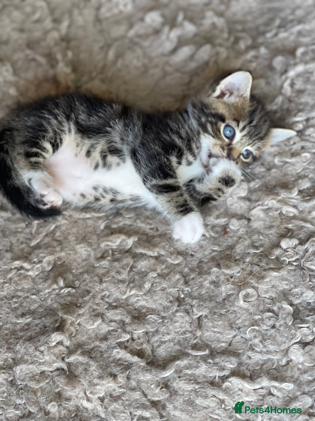 RagaMuffin cats for sale: Bradford based Kittens for sale  - Image 4