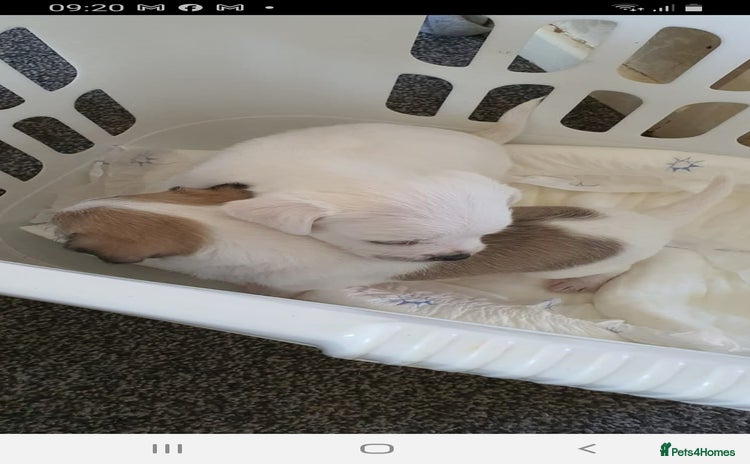 Mixed Breed dogs - Advert 2