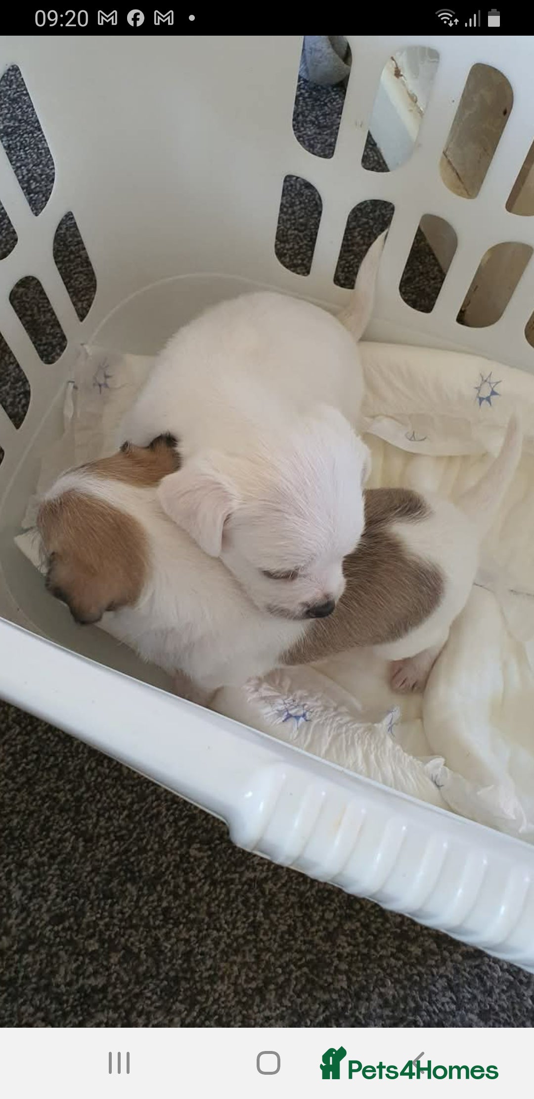 Mixed Breed dogs for sale: I. Selling puppies i have one boy and one girl - Image 1