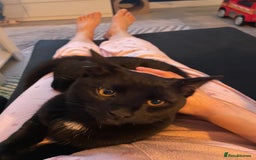 Mixed Breed cats for sale: Cat for sale - Image 3