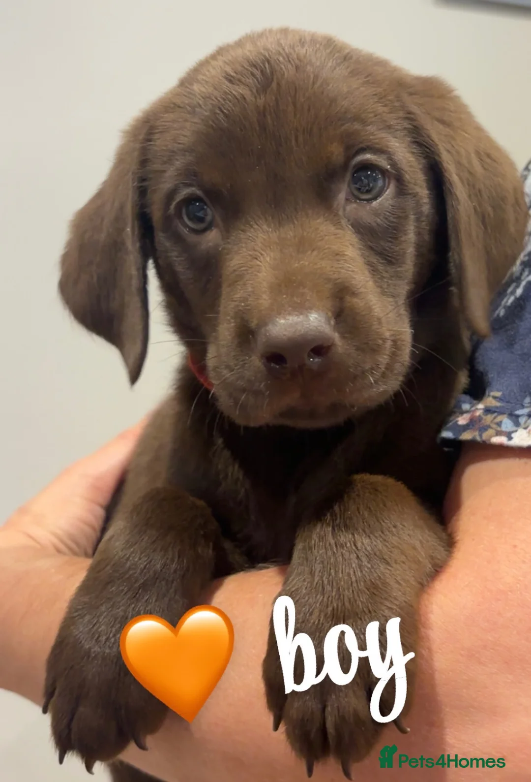 Labrador Retriever dogs for sale: Chocolate kc Labrador puppies - Advert 2