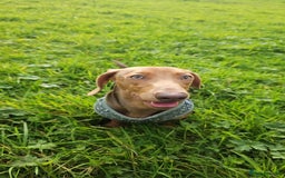Miniature Dachshund dogs for sale: 2 Minature Dachshund - Image 14