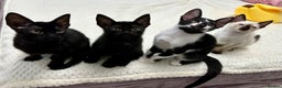 Mixed Breed cats for sale: ✨Cornish Rex Kittens Ready for New Homes Now✨ - Advert 4