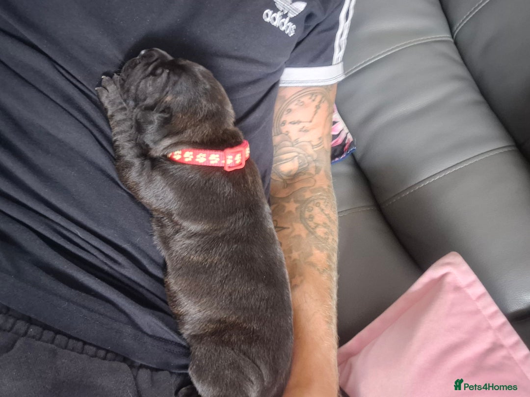 Staffordshire Bull Terrier dogs for sale: 2 female staffies  - Image 14