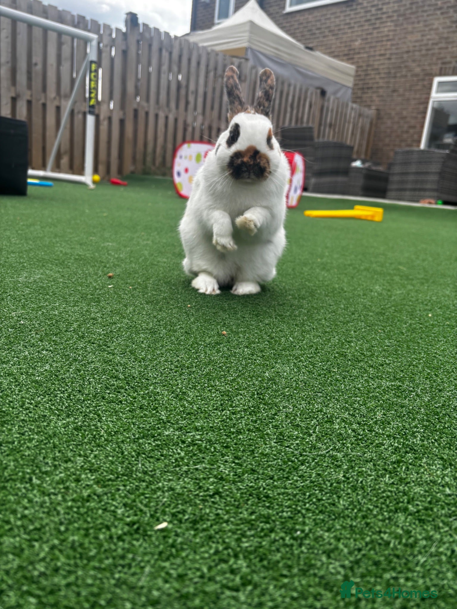Giant Papillon rabbits Miniature pappillion babies vaccinated show lines  - Advert 1