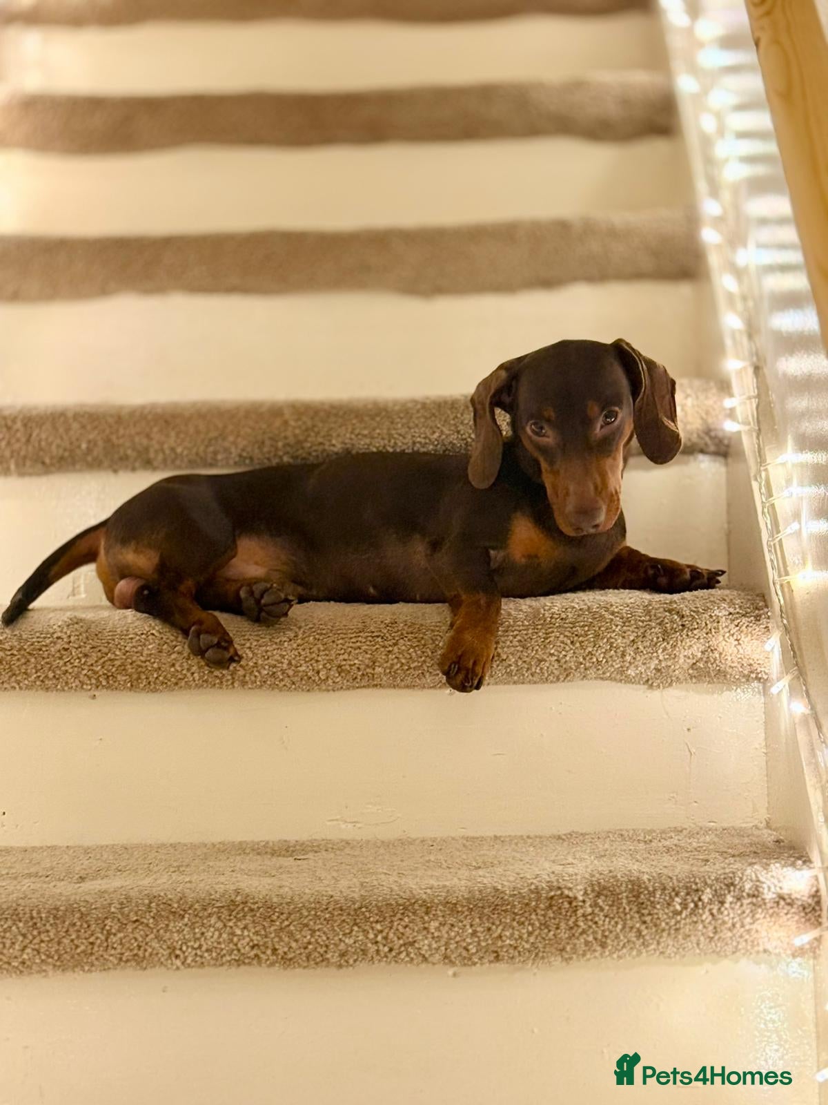 Dachshund dogs Lovely Dachshund Boy - Advert 11