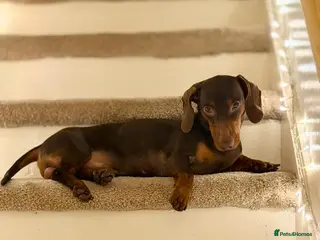 Dachshund dogs Lovely Dachshund Boy - Advert 11