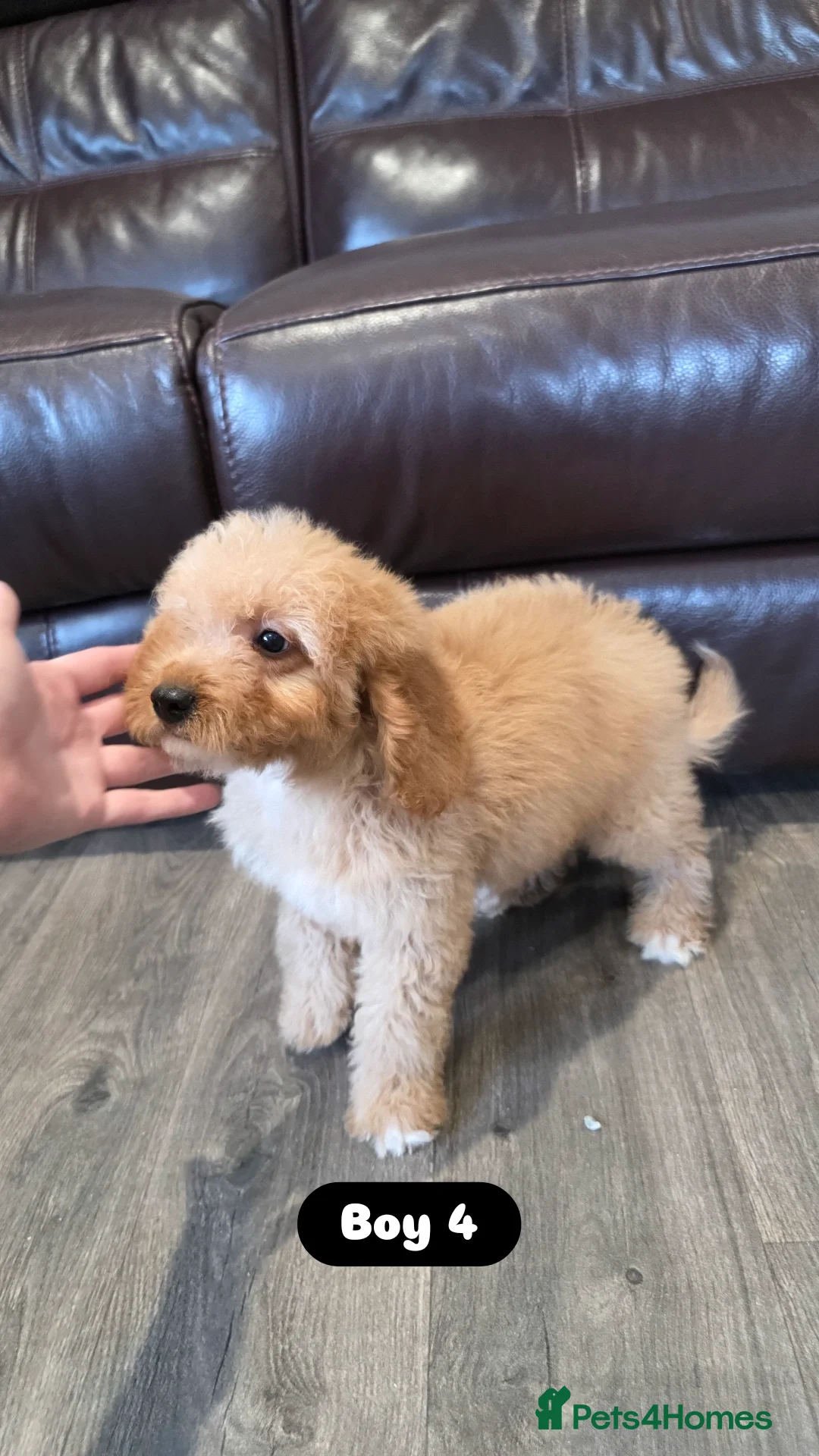 Cockapoo dogs for sale: Adorable Cockapoo pups 🦴🐾 - Image 22
