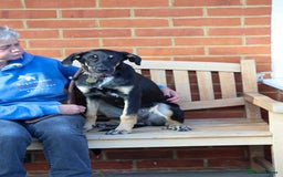 Mixed Breed dogs for adoption: Sweet Stella - reserved - Advert 17