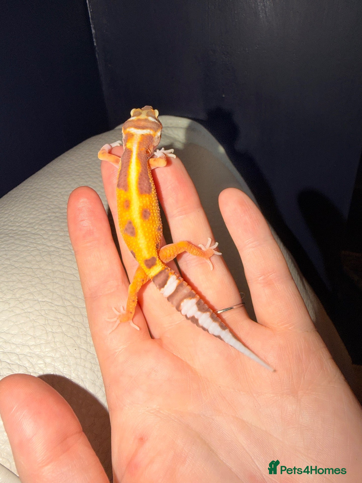 Gecko reptiles Crested geckos and leopard geckos  - Advert 14