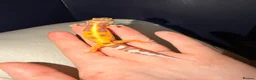 Gecko reptiles for sale: Crested geckos and leopard geckos  - Advert 1