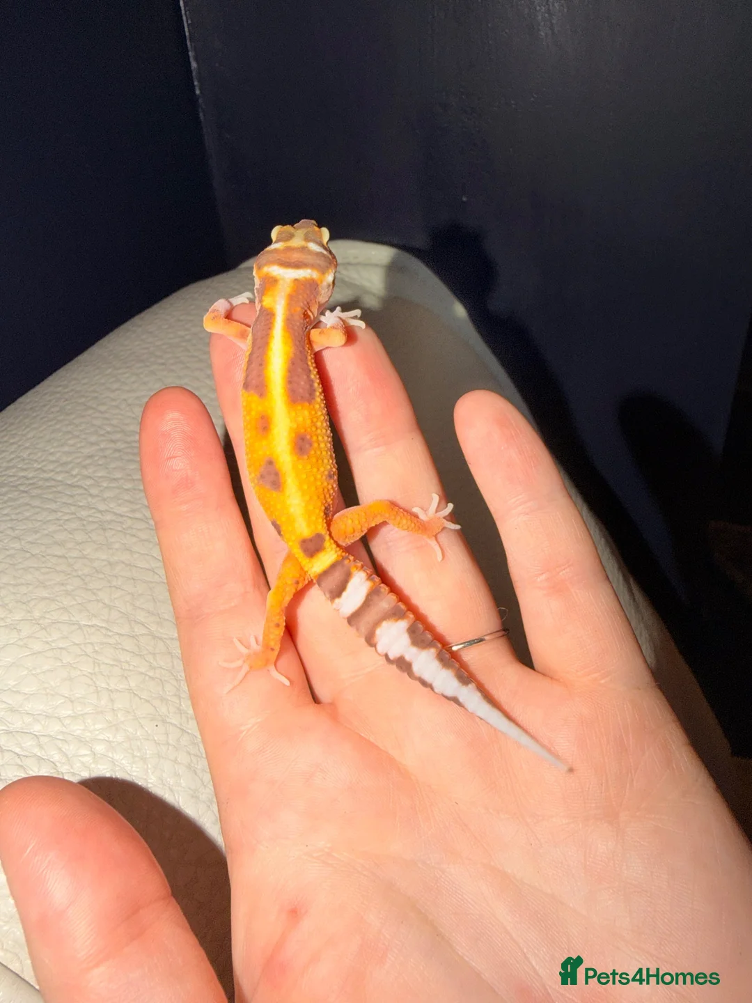 Gecko reptiles for sale: Crested geckos and leopard geckos  - Advert 1