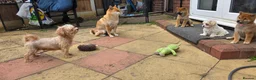 Japanese Shiba Inu dogs for sale: Japan Shiba Inu - Advert 16