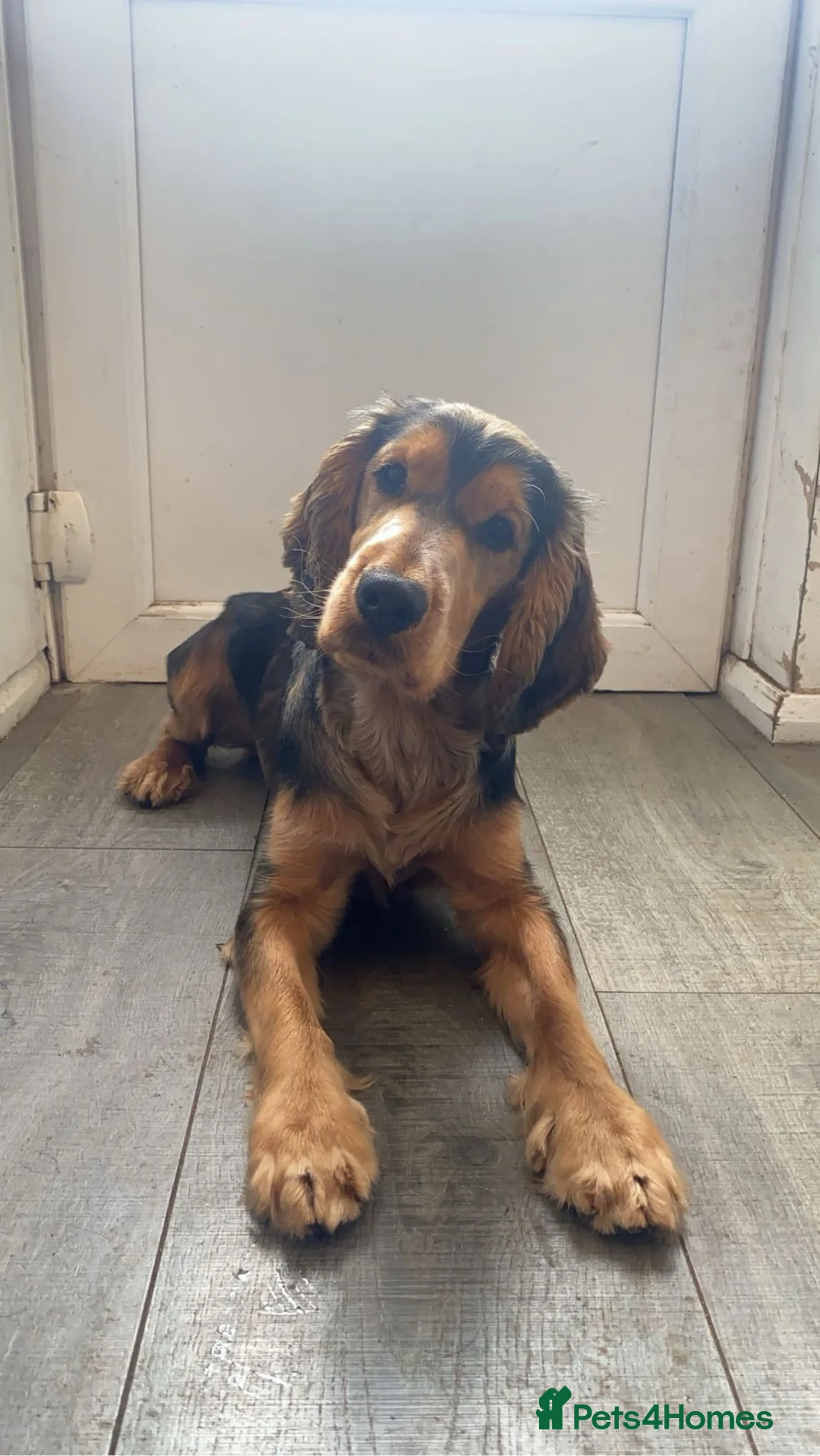 Cocker Spaniel dogs for stud: Black and Tan show type Cocker spaniel for stud - Advert 2