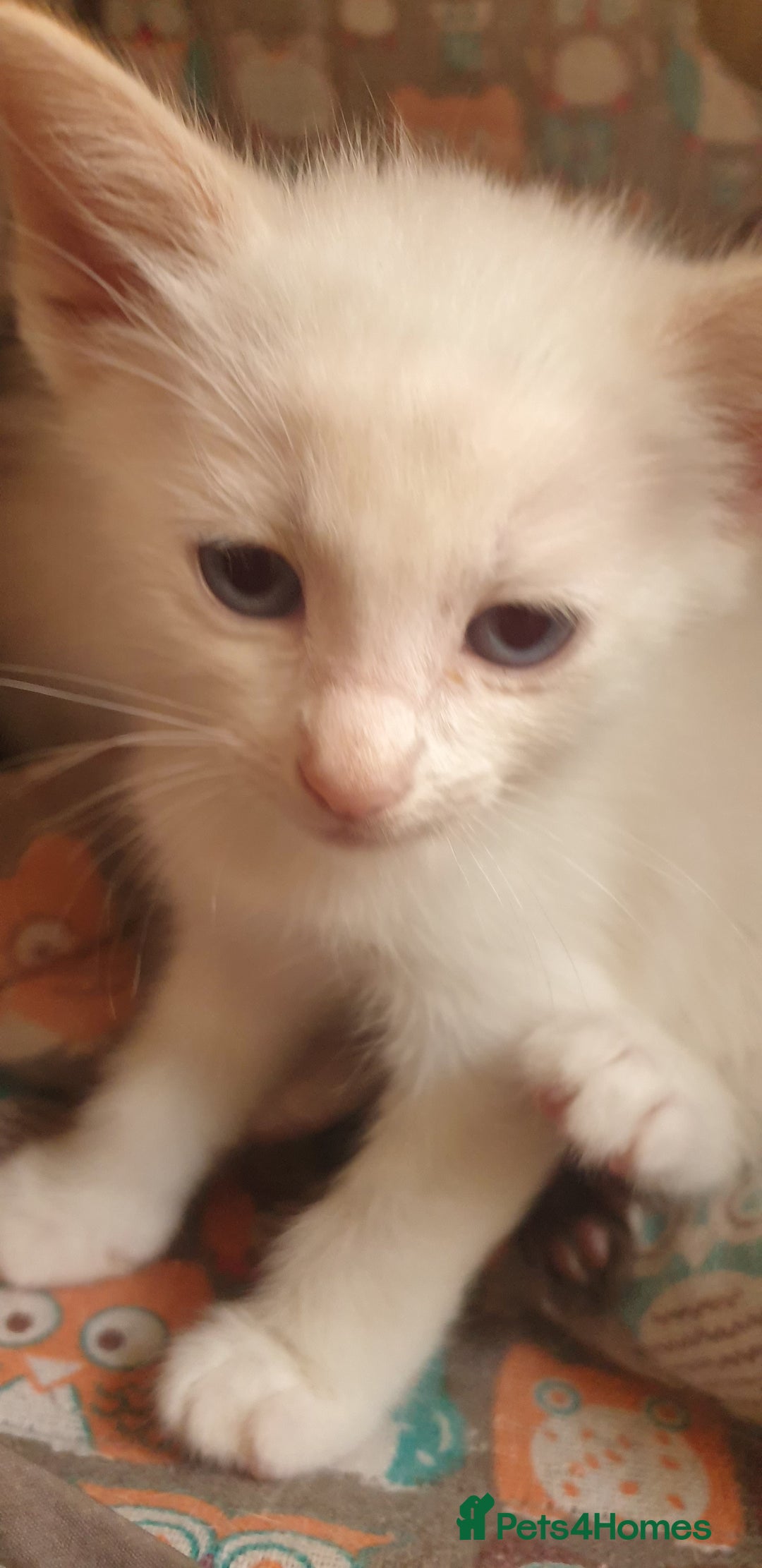 Ragamese cats for sale: Beautiful Ragamese Kittens  - Advert 4