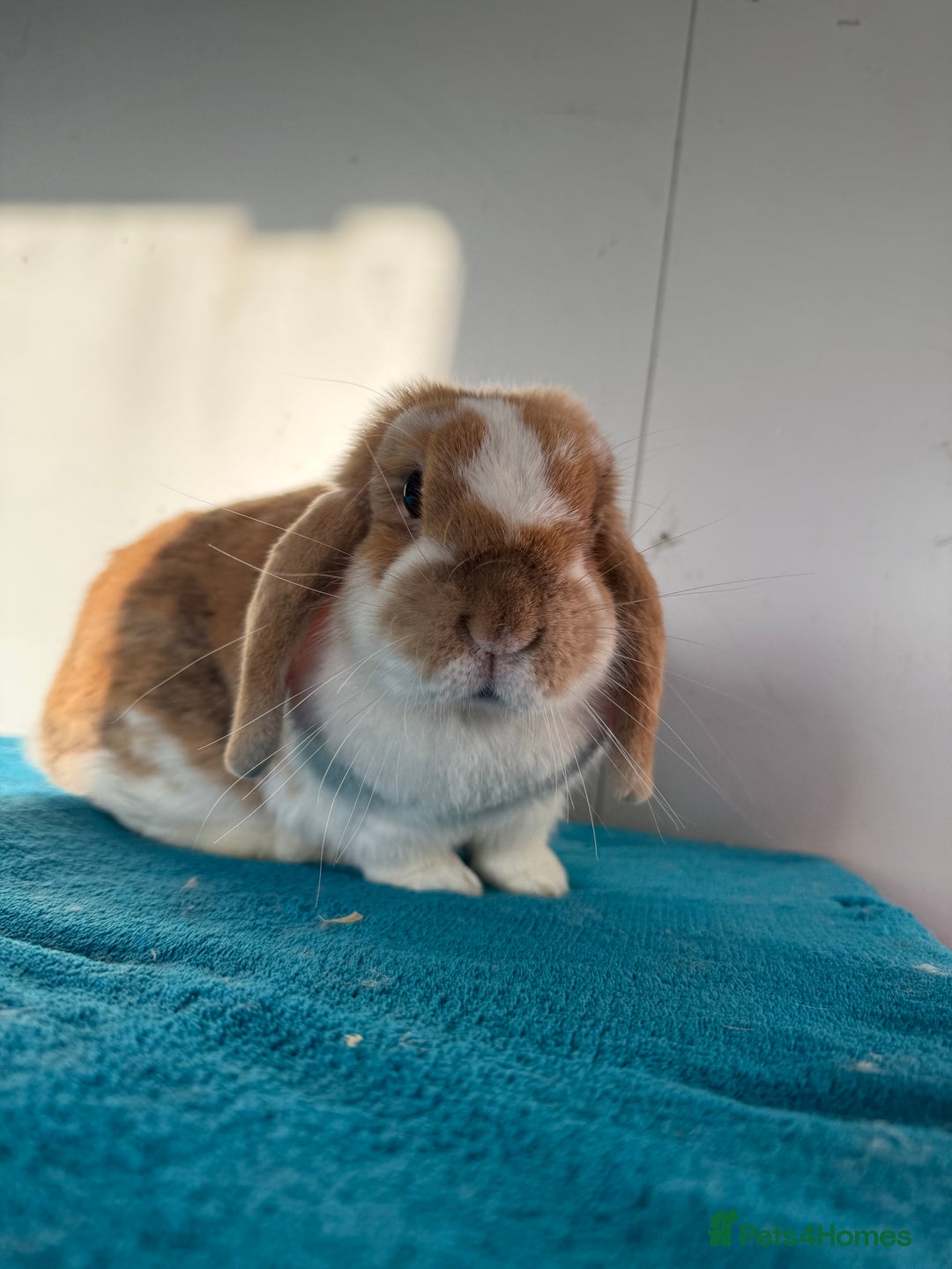 Mini Lop rabbits for sale: Adult female mini lop rabbit  - Advert 1