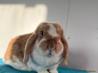 Mini Lop rabbits Adult female mini lop rabbit - Advert 9