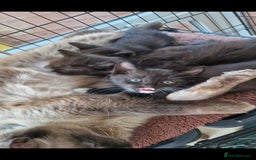 Mixed Breed cats for sale: Kittens 🐈‍⬛ - Image 14