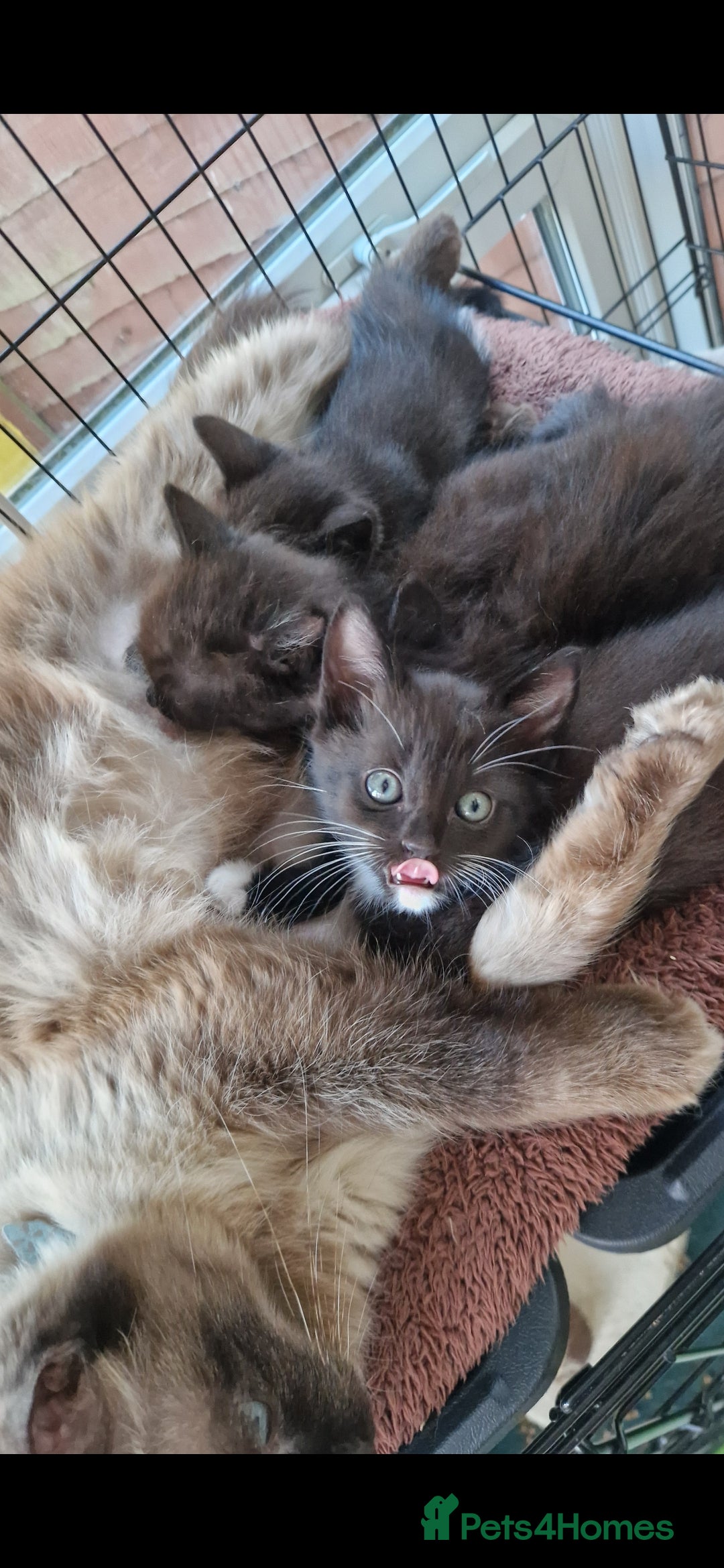 Mixed Breed cats for sale: Kittens 🐈‍⬛ - Image 14